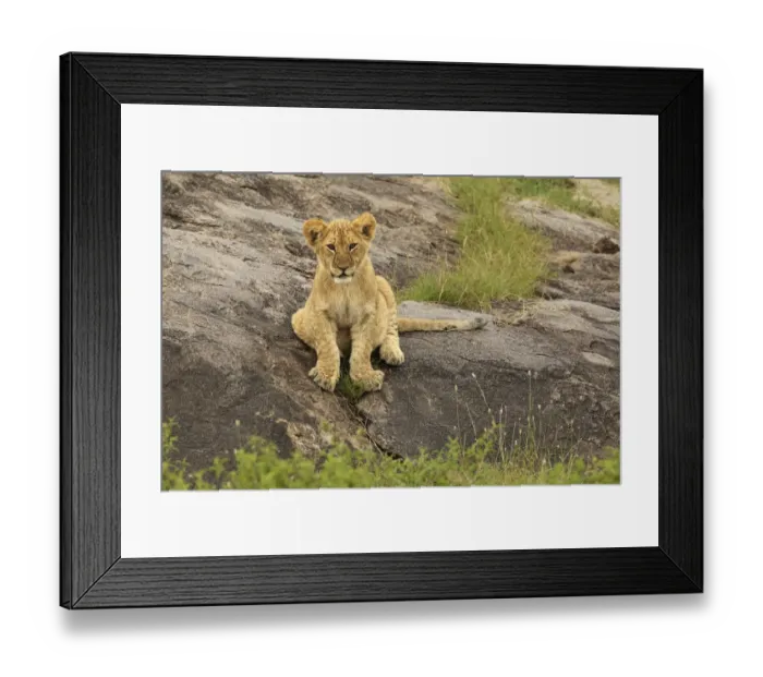 Framed Print : Lion Cub, Panthera leo, Serengeti National Park, Tanzania, Africa Framed Print : Lion Cub, Panthera leo, Serengeti National Park, Tanzania, Africa