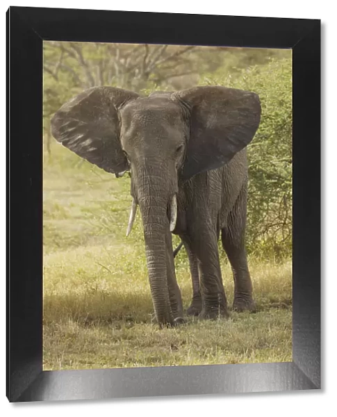 African elephant, Loxodonta africana, Serengeti National Park, Tanzania, Africa