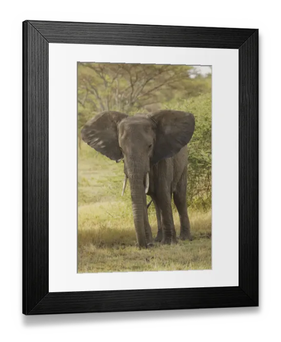 Framed Print : African elephant, Loxodonta africana, Serengeti National Park, Tanzania, Africa Framed Print : African elephant, Loxodonta africana, Serengeti National Park, Tanzania, Africa