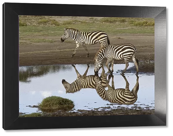 Burchells Zebra and reflection, Equus burchellii, Serengeti National Park, Tanzania