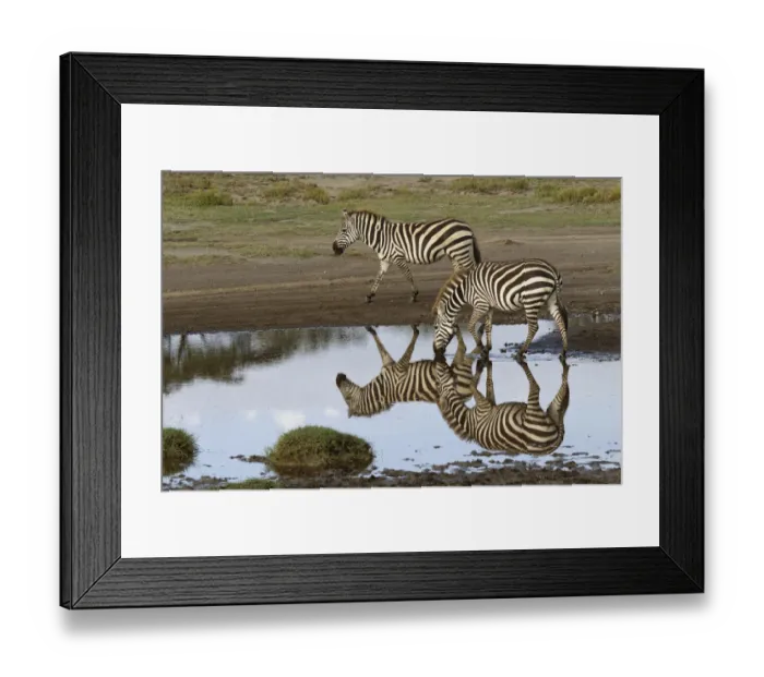 Framed Print : Burchells Zebra and reflection, Equus burchellii, Serengeti National Park, Tanzania Framed Print : Burchells Zebra and reflection, Equus burchellii, Serengeti National Park, Tanzania