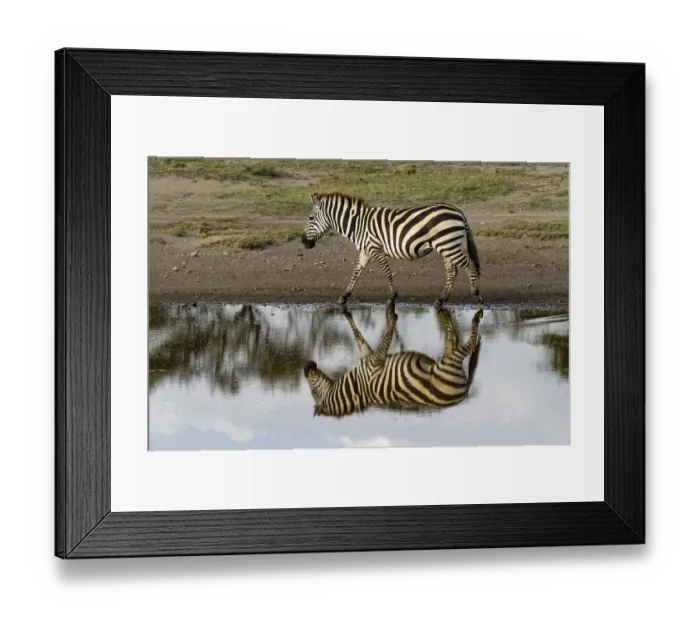 Framed Print : Burchells Zebra and reflection, Equus burchellii, Serengeti National Park, Tanzania