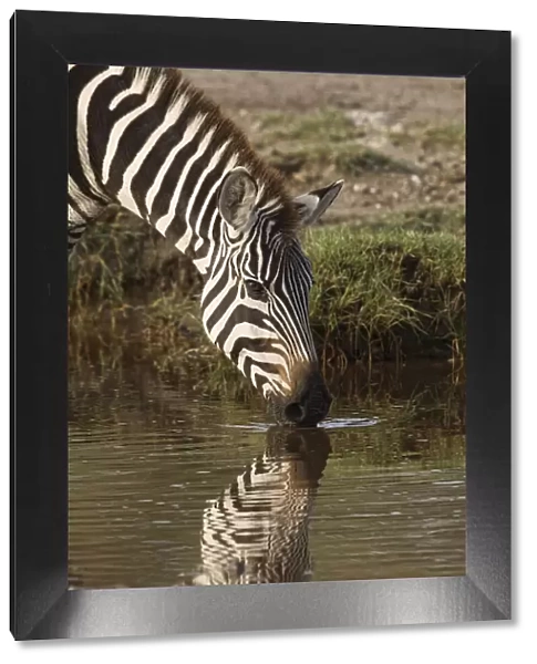 Burchells Zebra drinking and reflection in pool of water, Equus burchellii