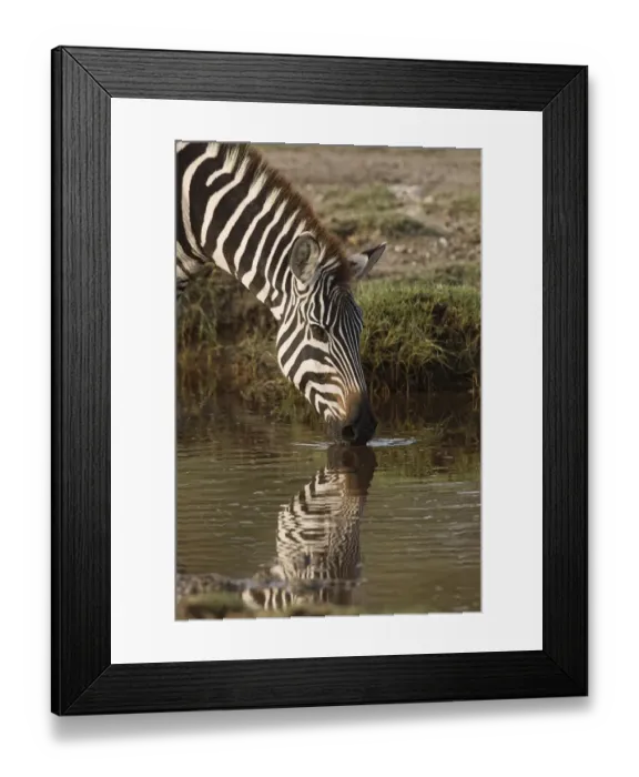 Framed Print : Burchells Zebra drinking and reflection in pool of water, Equus burchellii Framed Print : Burchells Zebra drinking and reflection in pool of water, Equus burchellii