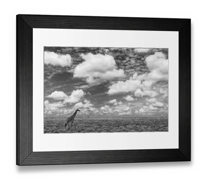Framed Print : Masai Giraffe on open plains of Serengeti National Park, Tanzania, Africa Framed Print : Masai Giraffe on open plains of Serengeti National Park, Tanzania, Africa