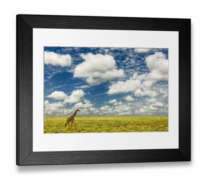 Framed Print : Masai Giraffe on open plains of Serengeti National Park, Tanzania, Africa Framed Print : Masai Giraffe on open plains of Serengeti National Park, Tanzania, Africa