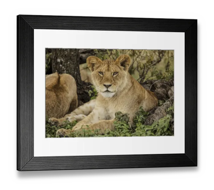 Framed Print : Sub adult lion resting in shade of tree with rest of the pride, Serengeti National Park Framed Print : Sub adult lion resting in shade of tree with rest of the pride, Serengeti National Park