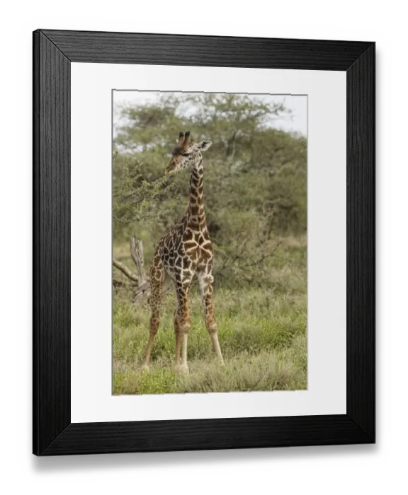 Framed Print : Masai Giraffe browsing on acacia trees, Serengeti National Park, Tanzania, Africa Framed Print : Masai Giraffe browsing on acacia trees, Serengeti National Park, Tanzania, Africa
