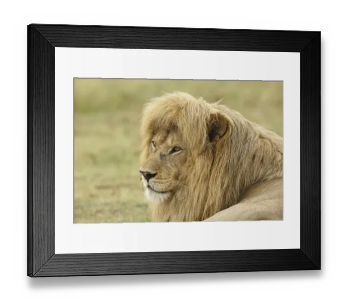 Framed Print : Blonde adult male lion, Panthera leo, Serengeti National Park, Tanzania, Africa