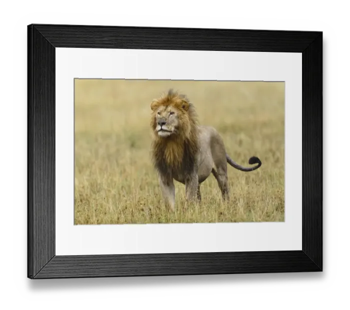 Framed Print : Adult black maned Lion, Panthera leo, Serengeti National Park, Tanzania, Africa Framed Print : Adult black maned Lion, Panthera leo, Serengeti National Park, Tanzania, Africa