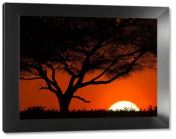 Tree silhouetted at sunset on the vast plains of Serengeti National Park, Tanzania