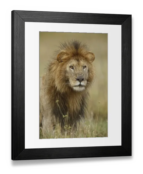 Framed Print : Adult black maned Lion, Panthera leo, Serengeti National Park, Tanzania, Africa