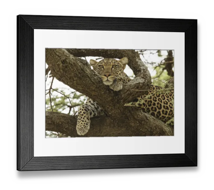 Framed Print : African leopard in tree, Panthera pardus pardus, Serengeti National Park, Tanzania Framed Print : African leopard in tree, Panthera pardus pardus, Serengeti National Park, Tanzania