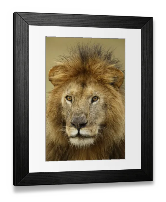 Framed Print : Adult black maned Lion, Panthera leo, Serengeti National Park, Tanzania, Africa Framed Print : Adult black maned Lion, Panthera leo, Serengeti National Park, Tanzania, Africa