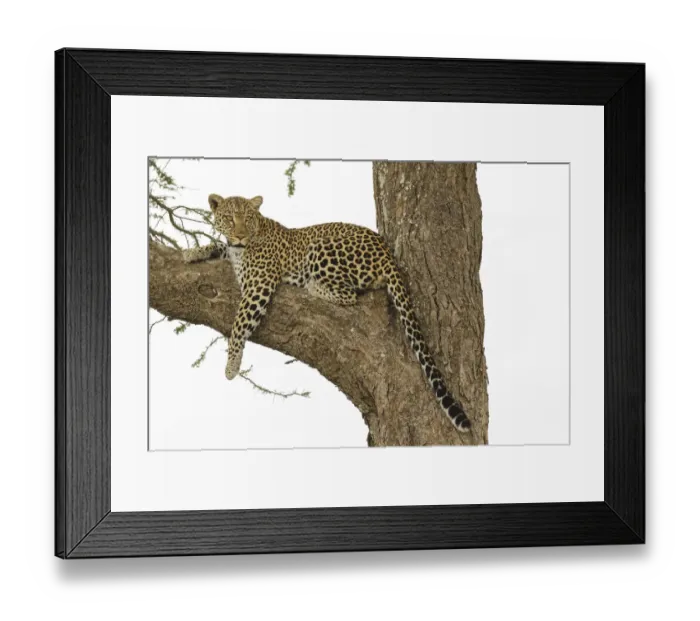 Framed Print : African leopard in tree, Panthera pardus pardus, Serengeti National Park, Tanzania Framed Print : African leopard in tree, Panthera pardus pardus, Serengeti National Park, Tanzania