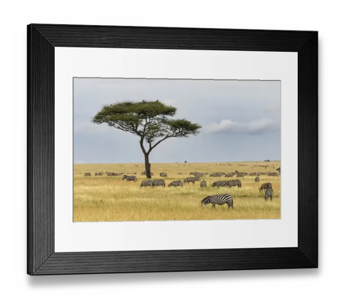 Framed Print : Burchells Zebra, Equus quagga burchellii, Serengeti National Park, Tanzania, Africa Framed Print : Burchells Zebra, Equus quagga burchellii, Serengeti National Park, Tanzania, Africa