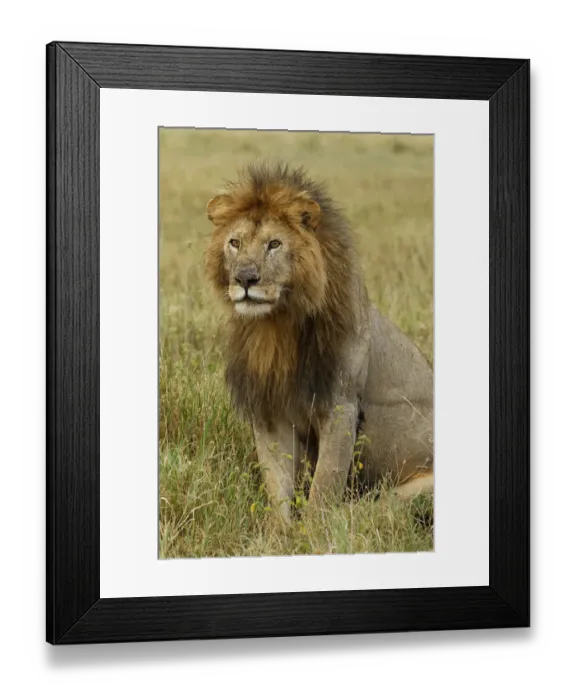 Framed Print : Adult black maned Lion, Panthera leo, Serengeti National Park, Tanzania, Africa Framed Print : Adult black maned Lion, Panthera leo, Serengeti National Park, Tanzania, Africa