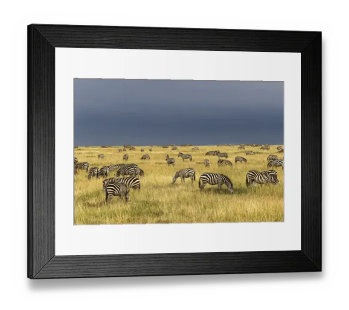 Framed Print : Burchells Zebra, Equus burchellii, Serengeti National Park, Tanzania, Africa Framed Print : Burchells Zebra, Equus burchellii, Serengeti National Park, Tanzania, Africa