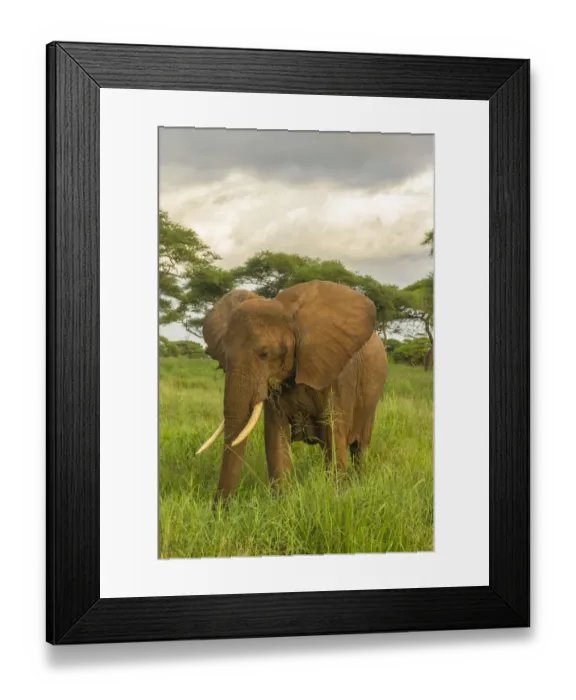 Framed Print : Africa, Tanzania, Tarangire National Park. African elephant close-up