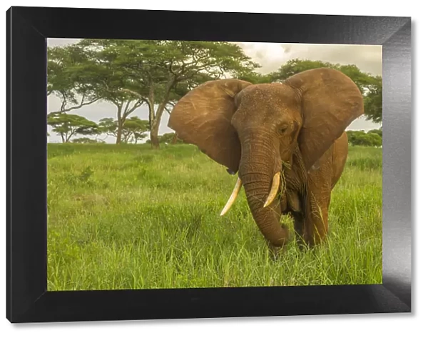 Africa, Tanzania, Tarangire National Park. African elephant close-up