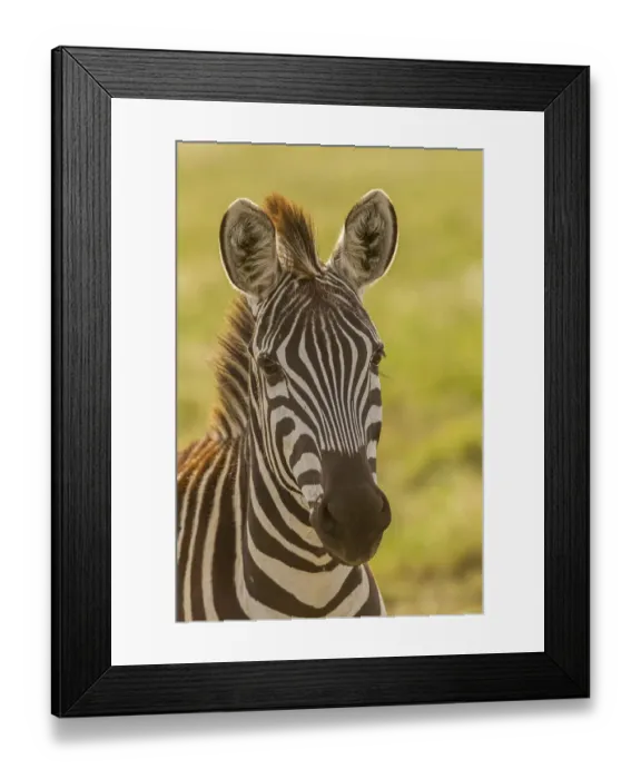 Framed Print : Africa, Tanzania, Serengeti National Park. Close-up of young plains zebra