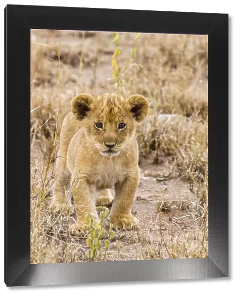 Africa, Tanzania, Serengeti National Park. African lion cub close-up