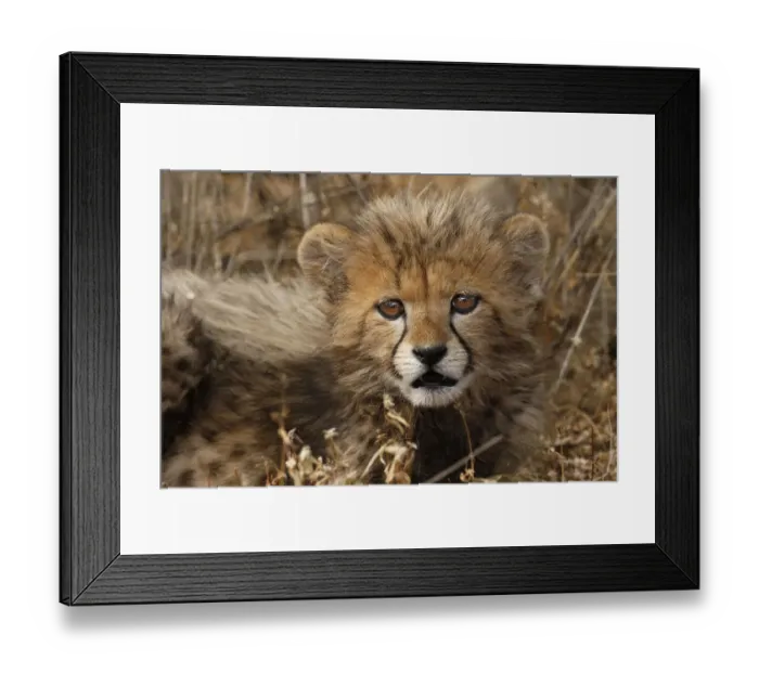 Framed Print : Kenya, Masai Mara National Reserve. Cheetah cub close-up Framed Print : Kenya, Masai Mara National Reserve. Cheetah cub close-up
