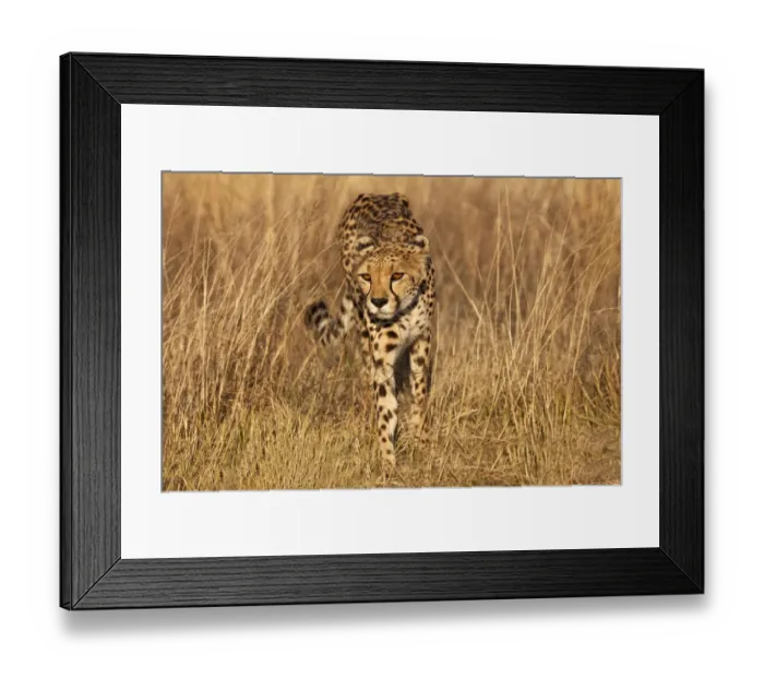 Framed Print : Kenya, Masai Mara National Reserve. Cheetah close-up at sunset Framed Print : Kenya, Masai Mara National Reserve. Cheetah close-up at sunset