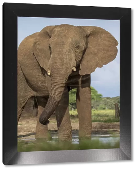 Africa, Botswana, Kasane, Bull Elephant (Loxodonta africana