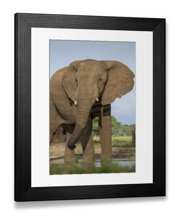 Framed Print : Africa, Botswana, Kasane, Bull Elephant (Loxodonta africana Framed Print : Africa, Botswana, Kasane, Bull Elephant (Loxodonta africana