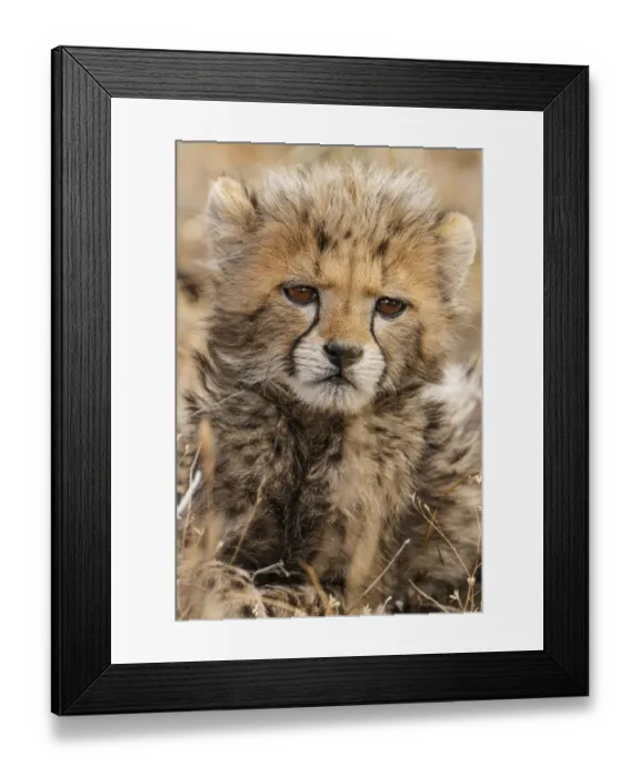 Framed Print : Kenya, Masai Mara National Reserve. Cheetah cub close-up Framed Print : Kenya, Masai Mara National Reserve. Cheetah cub close-up