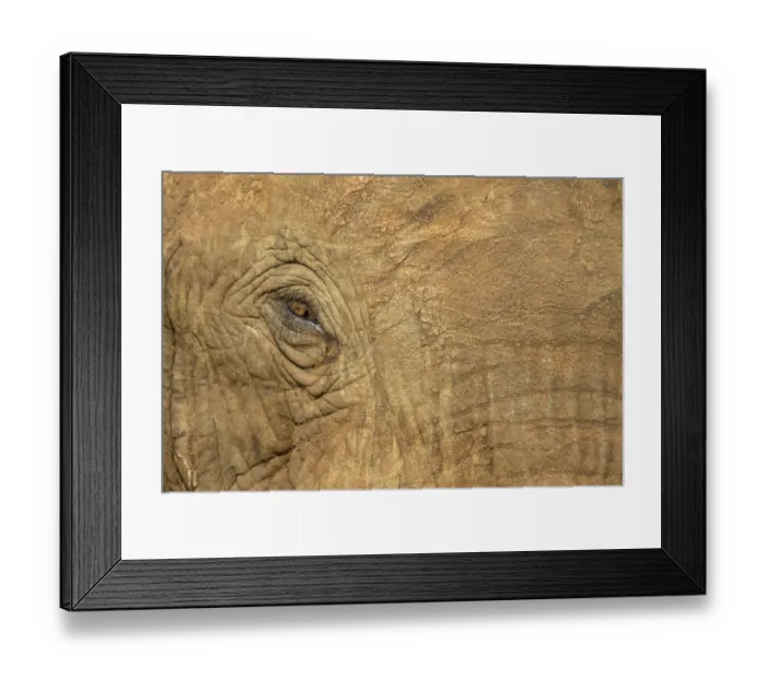 Framed Print : Africa, Botswana, Kasane, Close-up of Bull Elephant Framed Print : Africa, Botswana, Kasane, Close-up of Bull Elephant