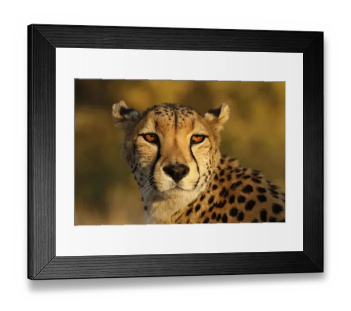 Framed Print : Kenya, Masai Mara National Reserve. Cheetah close-up at sunset Framed Print : Kenya, Masai Mara National Reserve. Cheetah close-up at sunset