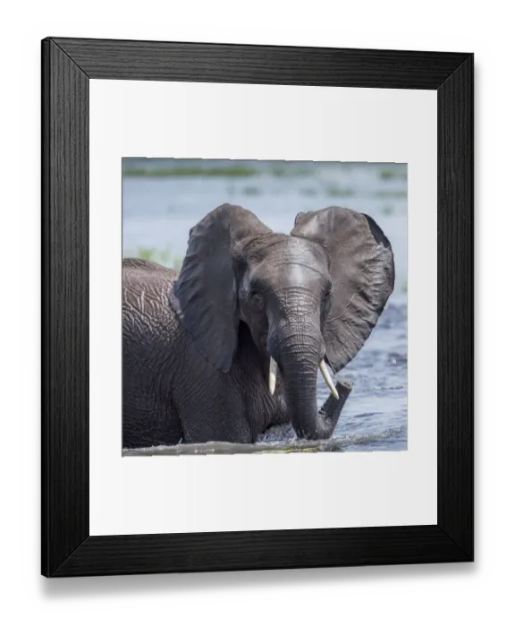 Framed Print : Africa, Botswana, Chobe National Park, Elephant (Loxodonta africana