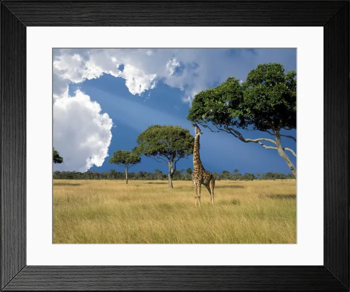 Framed Print : Kenya, Masai Mara Conservancy Framed Print : Kenya, Masai Mara Conservancy