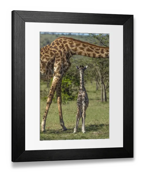 Framed Print : Kenya, Masai Mara Conservancy. Mother and newborn giraffe close-up