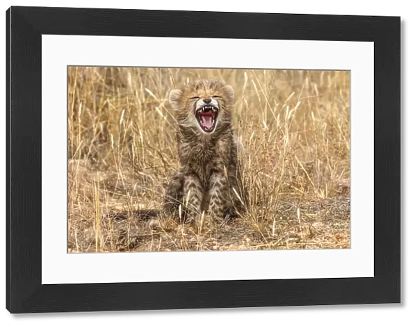 Kenya, Masai Mara National Reserve. Close-up of cheetah cub yawning
