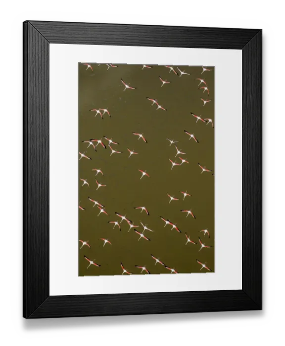 Framed Print : Africa, Kenya, Magadi, Aerial view of Lesser Flamingos (Phoenicoparrus minor