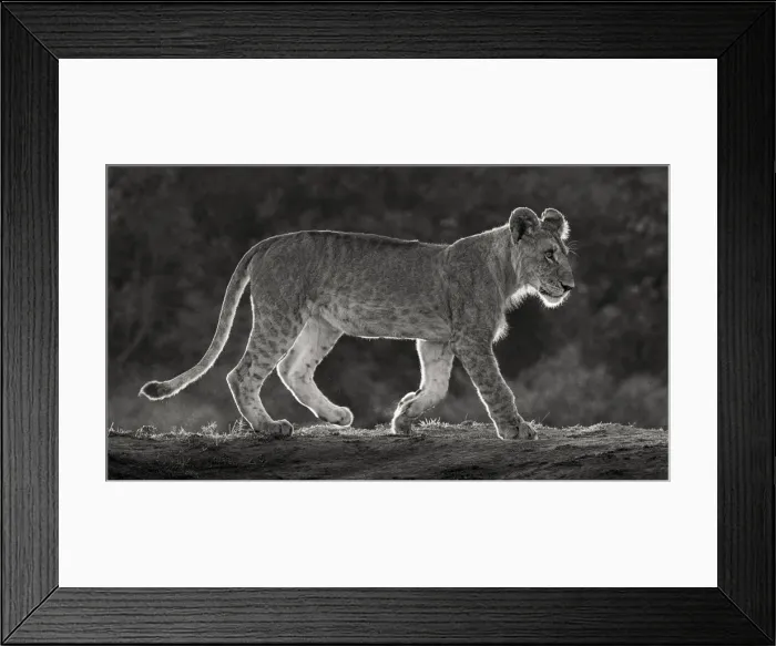 Framed Print : Africa, Kenya, Msai Mara National Reserve. Backlit close-up of young lion Framed Print : Africa, Kenya, Msai Mara National Reserve. Backlit close-up of young lion