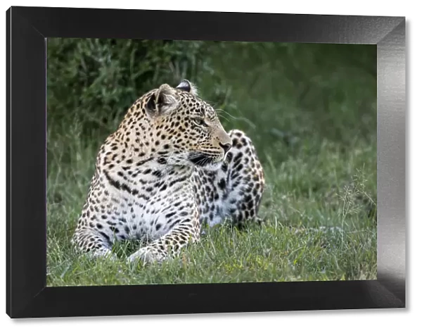 Africa, Kenya, Msai Mara National Reserve. Close-up of resting leopard