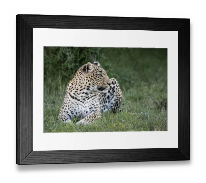 Framed Print : Africa, Kenya, Msai Mara National Reserve. Close-up of resting leopard Framed Print : Africa, Kenya, Msai Mara National Reserve. Close-up of resting leopard