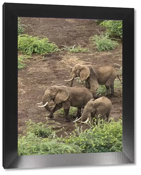 Africa, Kenya, Shompole, Aerial view of adult Elephants (Loxodonta africana