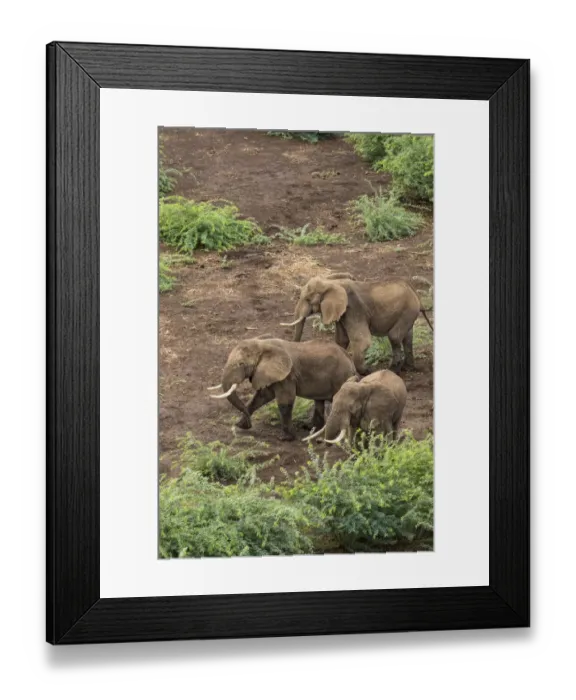 Framed Print : Africa, Kenya, Shompole, Aerial view of adult Elephants (Loxodonta africana Framed Print : Africa, Kenya, Shompole, Aerial view of adult Elephants (Loxodonta africana