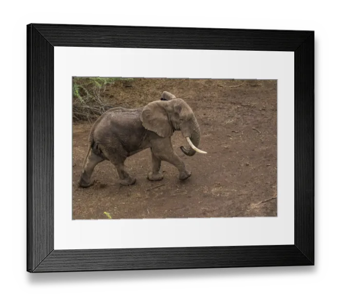 Framed Print : Africa, Kenya, Shompole, Aerial view of large adult Elephant (Loxodonta africana Framed Print : Africa, Kenya, Shompole, Aerial view of large adult Elephant (Loxodonta africana