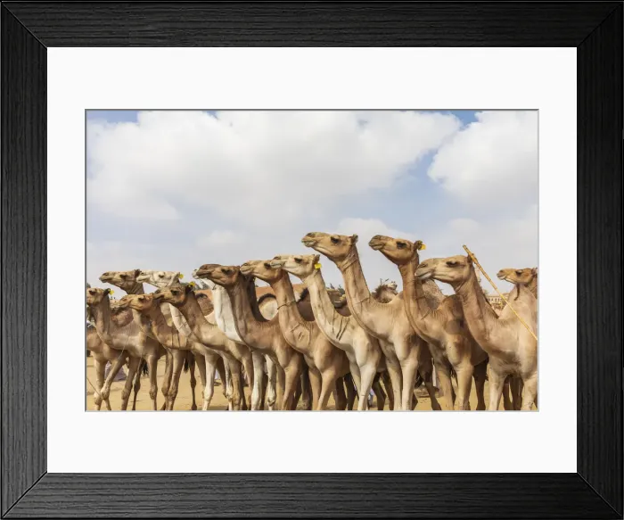 Framed Print : Africa, Egypt, Cairo, Birqash. October 5, 2018. Camels at the Souq al-Gamaal weekly camel Framed Print : Africa, Egypt, Cairo, Birqash. October 5, 2018. Camels at the Souq al-Gamaal weekly camel