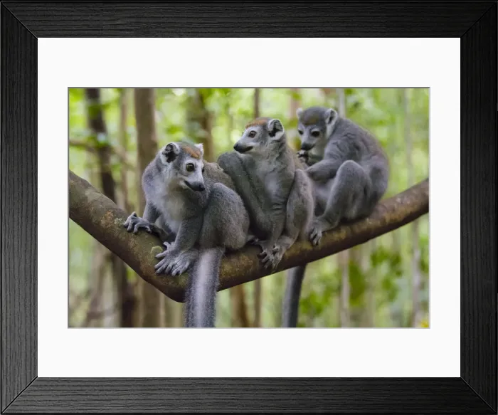 Framed Print : Madagascar, Ankarana, Ankarana Reserve. Crowned lemurs Framed Print : Madagascar, Ankarana, Ankarana Reserve. Crowned lemurs
