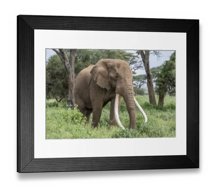 Framed Print : Africa, Kenya, Amboseli National Park. Close-up of elephant Framed Print : Africa, Kenya, Amboseli National Park. Close-up of elephant