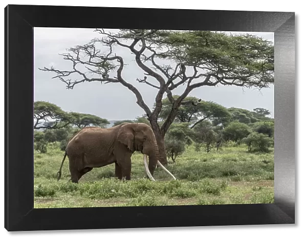 Africa, Kenya, Amboseli National Park. Elephant and acacia tree