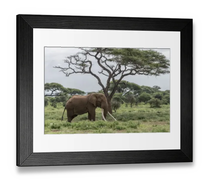 Framed Print : Africa, Kenya, Amboseli National Park. Elephant and acacia tree