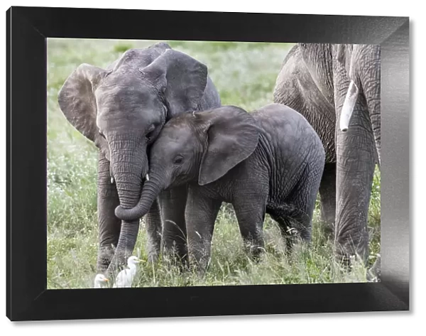 Africa, Kenya, Amboseli National Park. Close-up of juvenile elephant
